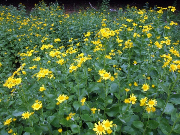 Jacobea alpina (= Senecio alpinus)